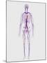 Human Circulatory System-Stocktrek Images-Mounted Art Print