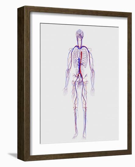 Human Circulatory System-Stocktrek Images-Framed Art Print