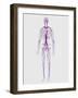 Human Circulatory System-Stocktrek Images-Framed Art Print