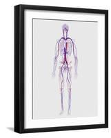 Human Circulatory System-Stocktrek Images-Framed Art Print