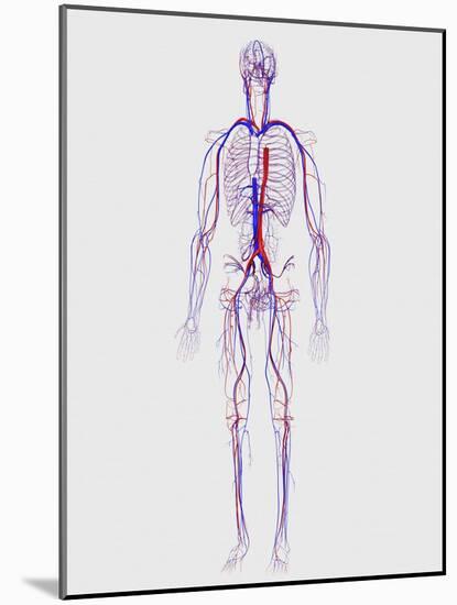 Human Circulatory System-Stocktrek Images-Mounted Art Print