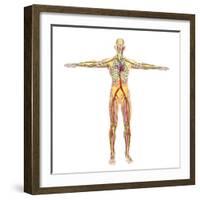 Human Circulatory System-Stocktrek Images-Framed Art Print