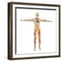 Human Circulatory System-Stocktrek Images-Framed Art Print