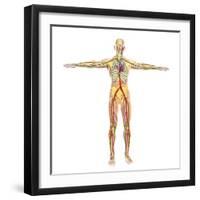 Human Circulatory System-Stocktrek Images-Framed Art Print