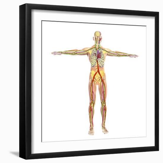 Human Circulatory System-Stocktrek Images-Framed Art Print