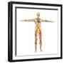 Human Circulatory System-Stocktrek Images-Framed Art Print