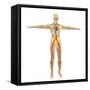 Human Circulatory System-Stocktrek Images-Framed Stretched Canvas