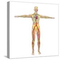 Human Circulatory System-Stocktrek Images-Stretched Canvas