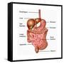 Human Digestive System, Illustration-Gwen Shockey-Framed Stretched Canvas