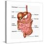 Human Digestive System, Illustration-Gwen Shockey-Stretched Canvas