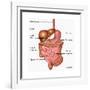 Human Digestive System, Illustration-Gwen Shockey-Framed Art Print