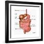 Human Digestive System, Illustration-Gwen Shockey-Framed Art Print