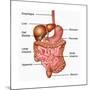 Human Digestive System, Illustration-Gwen Shockey-Mounted Art Print