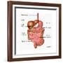 Human Digestive System, Illustration-Gwen Shockey-Framed Art Print