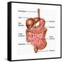 Human Digestive System, Illustration-Gwen Shockey-Framed Stretched Canvas