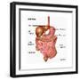 Human Digestive System, Illustration-Gwen Shockey-Framed Art Print