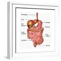 Human Digestive System, Illustration-Gwen Shockey-Framed Art Print