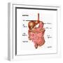 Human Digestive System, Illustration-Gwen Shockey-Framed Art Print