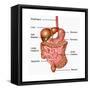 Human Digestive System, Illustration-Gwen Shockey-Framed Stretched Canvas