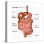 Human Digestive System, Illustration-Gwen Shockey-Stretched Canvas