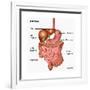 Human Digestive System, Illustration-Gwen Shockey-Framed Art Print