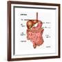 Human Digestive System, Illustration-Gwen Shockey-Framed Art Print