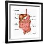 Human Digestive System, Illustration-Gwen Shockey-Framed Art Print