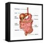 Human Digestive System, Illustration-Gwen Shockey-Framed Stretched Canvas