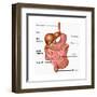 Human Digestive System, Illustration-Gwen Shockey-Framed Art Print