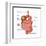 Human Digestive System, Illustration-Gwen Shockey-Framed Art Print