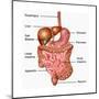 Human Digestive System, Illustration-Gwen Shockey-Mounted Art Print