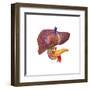 Human Digestive System Showing Pancreas, Duodenum, and Gall Bladder-null-Framed Art Print