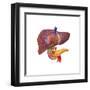 Human Digestive System Showing Pancreas, Duodenum, and Gall Bladder-null-Framed Art Print