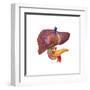 Human Digestive System Showing Pancreas, Duodenum, and Gall Bladder-null-Framed Art Print