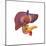 Human Digestive System Showing Pancreas, Duodenum, and Gall Bladder-null-Mounted Art Print