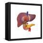 Human Digestive System Showing Pancreas, Duodenum, and Gall Bladder-null-Framed Stretched Canvas