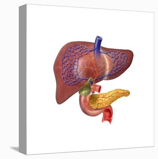 Human Digestive System Showing Pancreas, Duodenum, and Gall Bladder-null-Stretched Canvas