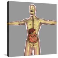 Human Digestive System-Stocktrek Images-Stretched Canvas