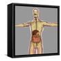 Human Digestive System-Stocktrek Images-Framed Stretched Canvas