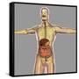 Human Digestive System-Stocktrek Images-Framed Stretched Canvas