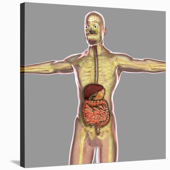 Human Digestive System-Stocktrek Images-Stretched Canvas