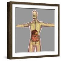 Human Digestive System-Stocktrek Images-Framed Art Print