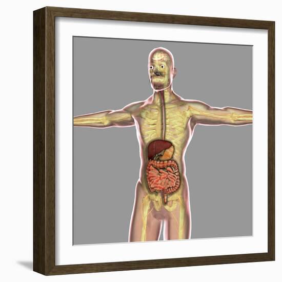 Human Digestive System-Stocktrek Images-Framed Art Print