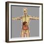 Human Digestive System-Stocktrek Images-Framed Art Print