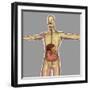 Human Digestive System-Stocktrek Images-Framed Art Print