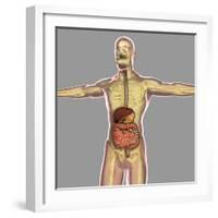 Human Digestive System-Stocktrek Images-Framed Art Print