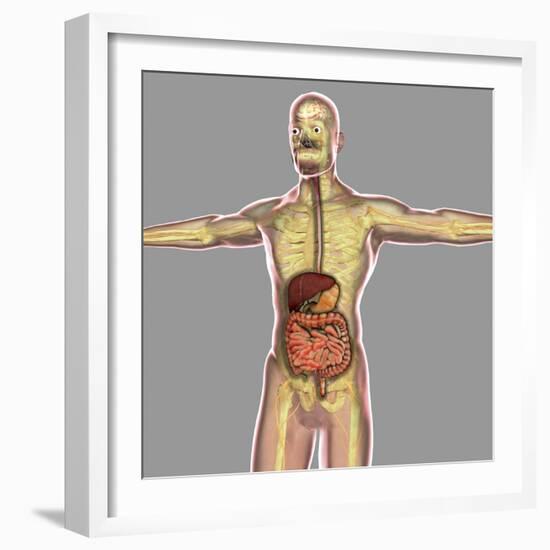 Human Digestive System-Stocktrek Images-Framed Art Print