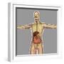 Human Digestive System-Stocktrek Images-Framed Art Print