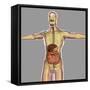 Human Digestive System-Stocktrek Images-Framed Stretched Canvas