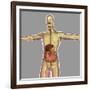 Human Digestive System-Stocktrek Images-Framed Premium Giclee Print